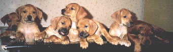 puppies