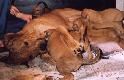 Iita & pups