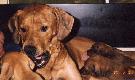 Iita & pups