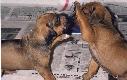 Puppies