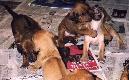 Puppies